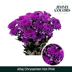 Chrysanth Spray Painted Altaj Hotpink 70cm 105gr.