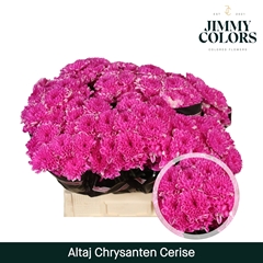 Chrysanth Spray Painted Altaj Cerise 70cm 105gr.