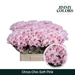 Chrysanth Spray Chic 70cm 90gr.