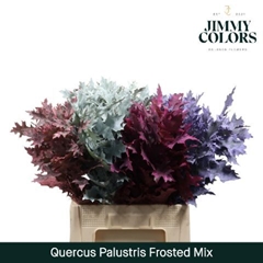 Quercus Palustris Painted Frost Mix 60cm