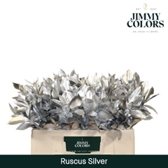 Ruscus Painted Hypophyllum Silver 50cm