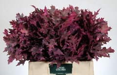 Quercus Palustris Painted Cerise 60cm