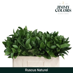 Ruscus Hypophyllum 50cm
