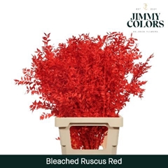 Ruscus Aculeatus Preserved Red 25st