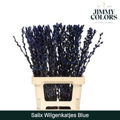 Salix Snow Flake Painted Blue 70cm