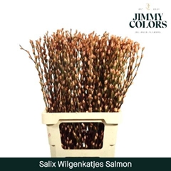 Salix Snow Flake Painted Salmon 70cm
