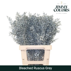 Ruscus Aculeatus Preserved Light Grey 25st