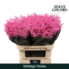 Solidago Painted Cerise 80cm 30gr.