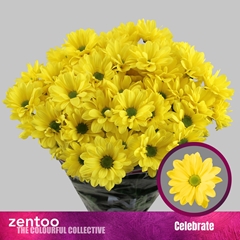 Chrysanth Spray Celebrate 70cm 90gr.