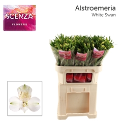 Alstroemeria White Swan 75cm 55gr.