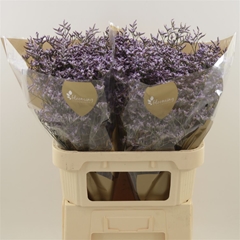 Limonium Safora Lilac 80cm 45gr.