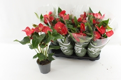 Anthurium Casparo 14Ø 60cm