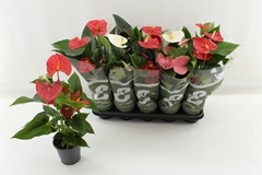 Anthurium Mix 4 Colours 12Ø 50cm