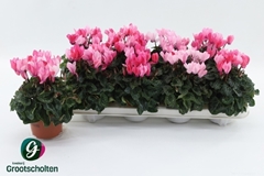 Cyclamen Super Serie Crayon 10Ø 20cm