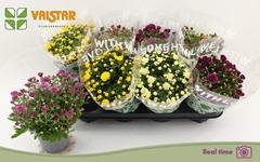 Chrysanth Mix 5 Colours 12Ø 25cm