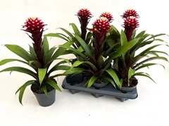 Guzmania Francesca 13Ø 35cm