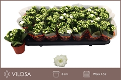 Kalanchoe Double Whites White 8Ø 15cm