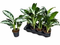 Aglaonema Jubilee 14Ø 40cm