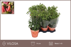 Kalanchoe Lucky Bells 14Ø 40cm