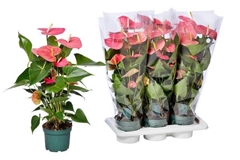 Anthurium Colorado 17Ø 80cm