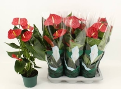 Anthurium Oregon 17Ø 70cm