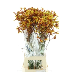 Anigozanthos Gold Fever 80cm
