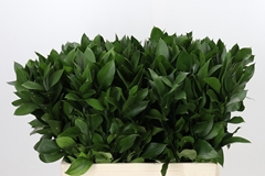 Ruscus Hypophyllum 60cm