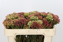 Brunia Laevis Red 50cm