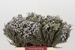 Brunia Laevis 40cm