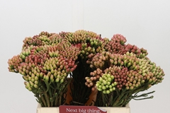 Brunia Laevis Red 40cm