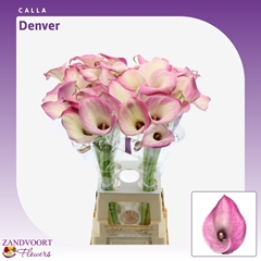 Zantedeschia Denver 80cm