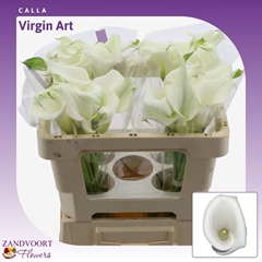 Zantedeschia Virgin Art 50cm