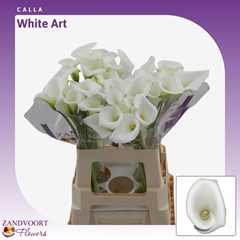 Zantedeschia White Art 60cm