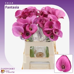 Zantedeschia Fantasia 60cm