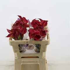 Zantedeschia Red Charm 50cm
