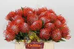 Leucospermum Tango 40cm