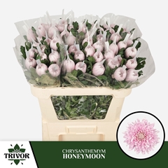 Chrysanth Single Honeymoon 70cm 70gr.