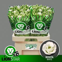 Eustoma Double Rosita White 70cm