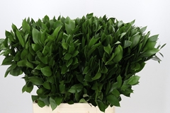 Ruscus Hypophyllum 70cm