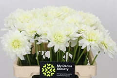 Dahlia Karma Maarten Zwaan 60cm
