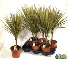 Dracaena Bicolor 17Ø 65cm