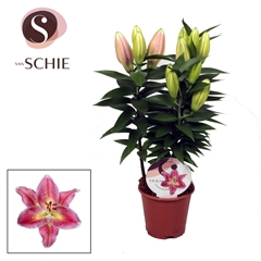 Lily Oriental Reeleeze 13Ø 40cm