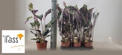 Calathea Fusion White 14Ø 55cm