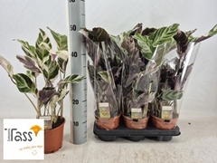 Calathea Fusion White 14Ø 50cm