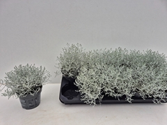 Leucophyta Brownii Whimsy Silver 12Ø 15cm