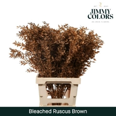 Ruscus Aculeatus Preserved Brown 25st