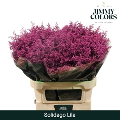 Solidago Painted Lilac 70cm 25gr.