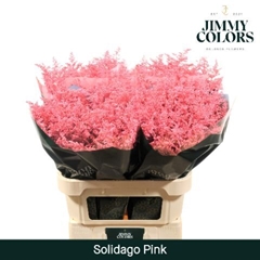 Solidago Painted Pink 70cm 25gr.