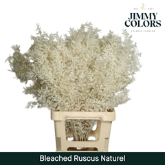 Preserved Ruscus Aculeatus Natural 5st