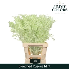 Ruscus Aculeatus Preserved Mint Green 25st